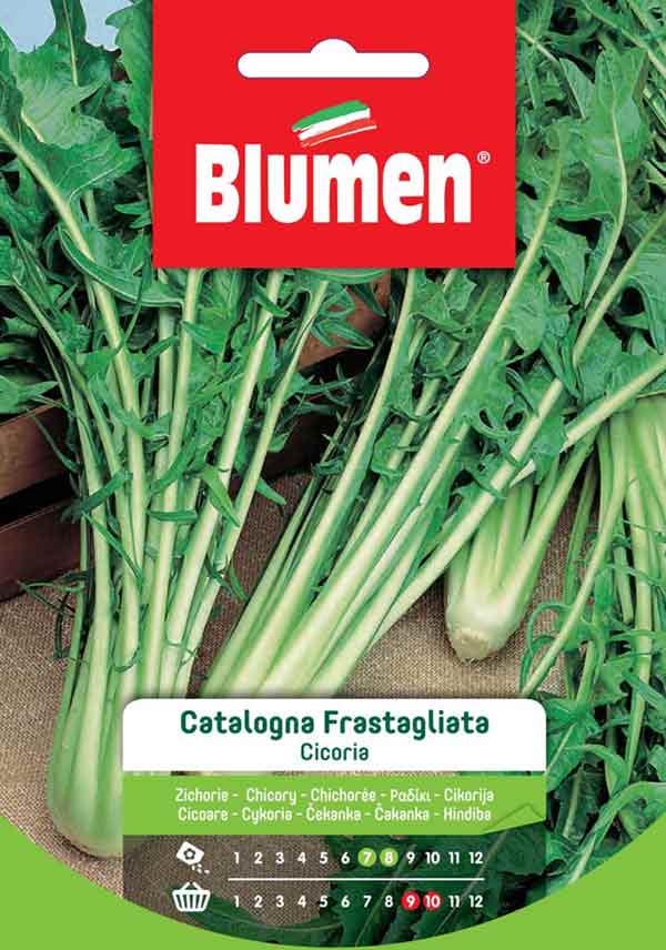 SEMI CICORIA CATALOGNA FRASTAGLIATA
