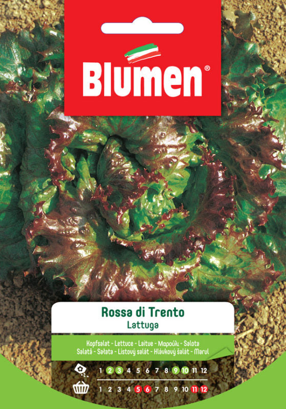 SEMI LATTUGA ROSSA DI TRENTO BLUMEN