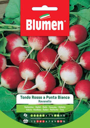 SEMI RAVANELLO ROSSO TONDO A PUNTA BIANCA