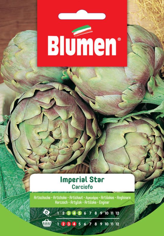SEMI CARCIOFO ROMANESCO BLUMEN