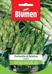 CICORIA PUNTARELLE GALATINA BLUMEN