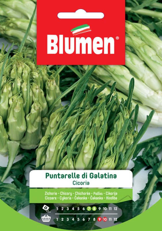 CICORIA PUNTARELLE GALATINA BLUMEN