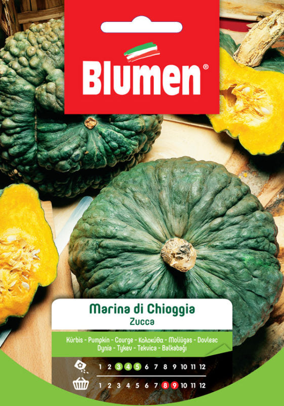 SEMI ZUCCA MARINA DI CHIOGGIA BLUMEN