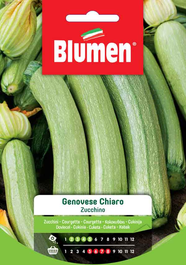 SEMI ZUCCHINO GENOVESE CHIARO BLUMEN