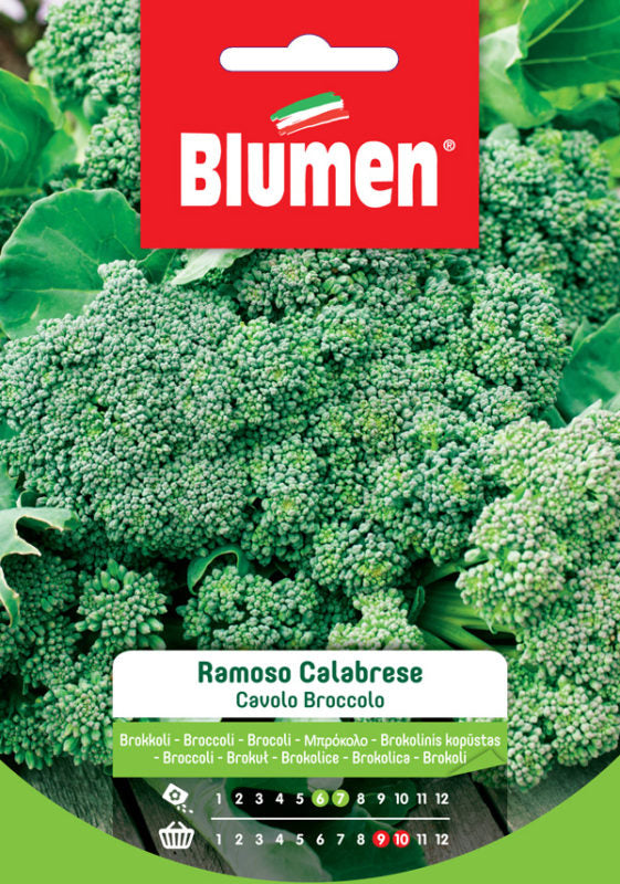 SEMI CAVOLO BROCCOLO RAMOSO CALABRESE BLUMEN