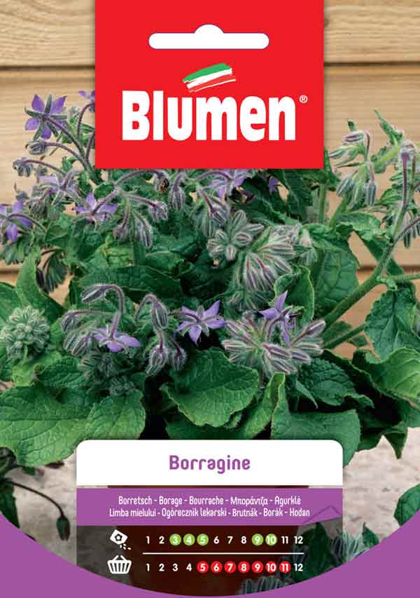 SEMI DI BORRAGINE