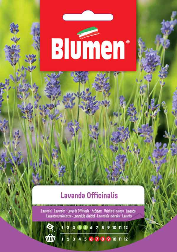 SEMI LAVANDA OFFICINALIS