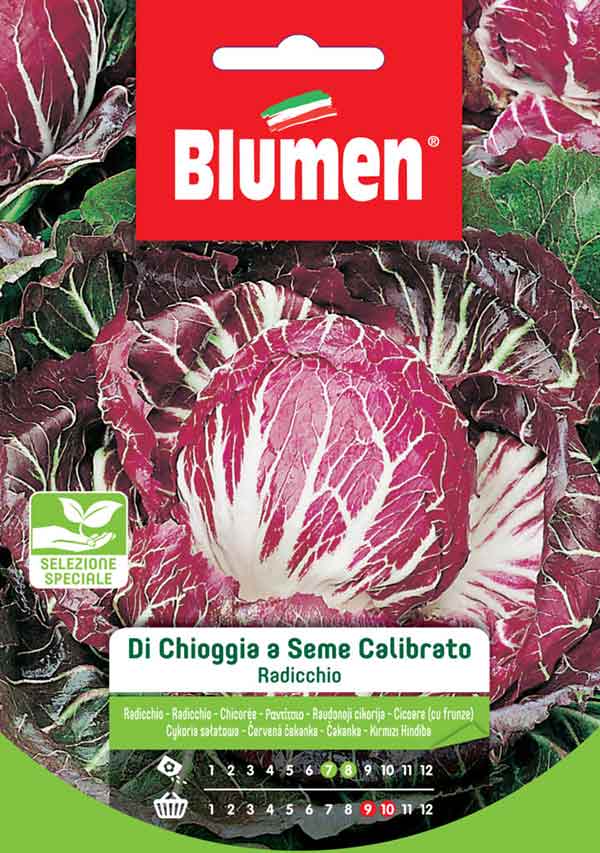 SEMI RADICCHIO DI CHIOGGIA