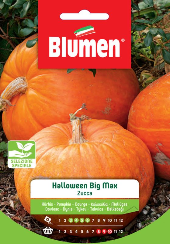 SEMI ZUCCA HALLOWEEN BIG MAX