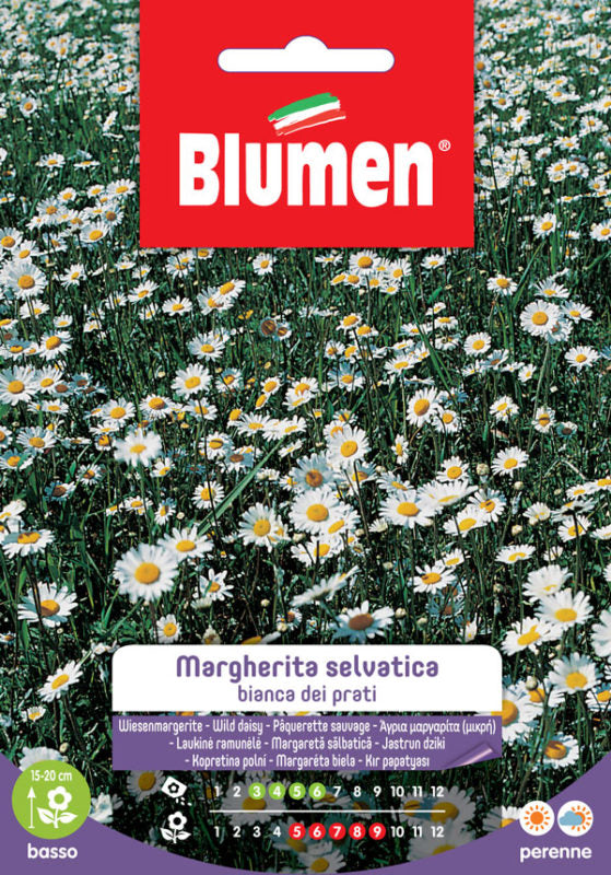 SEMI MARGHERITINA SELVATICA BIANCA DEI PRATI BLUMEN