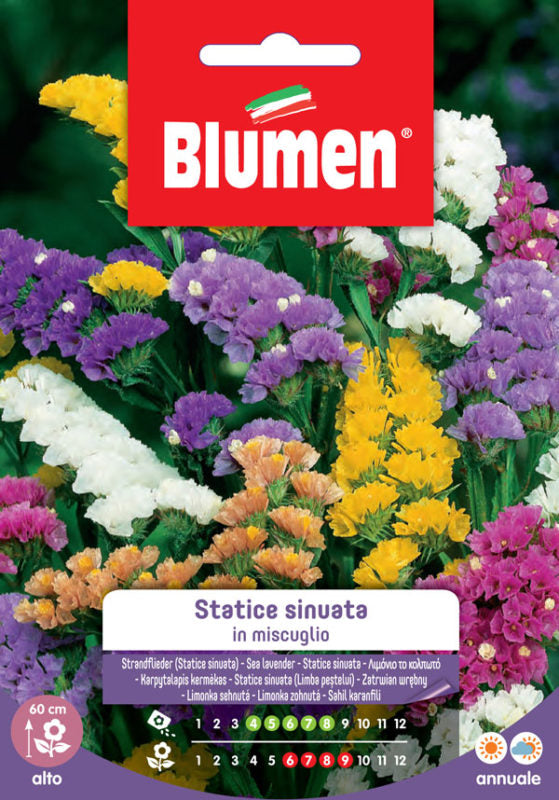 SEMI STATICE SINUATA MIX