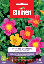 SEMI PORTULACA GRANDIFLORA BLUMEN