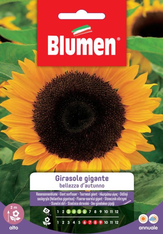 SEMI GIRASOLE GIGANTE BELLEZZA D’AUTUNNO BLUMEN