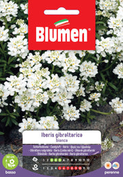 SEMI IBERIS GIBRALTARICA BIANCO BLUMEN