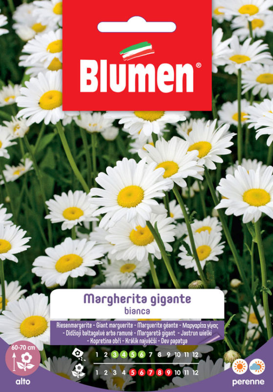 SEMI MARGHERITA GIGANTE BIANCA