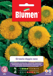 SEMI GIRASOLE DOPPIO NANO GIGANTE GIALLO