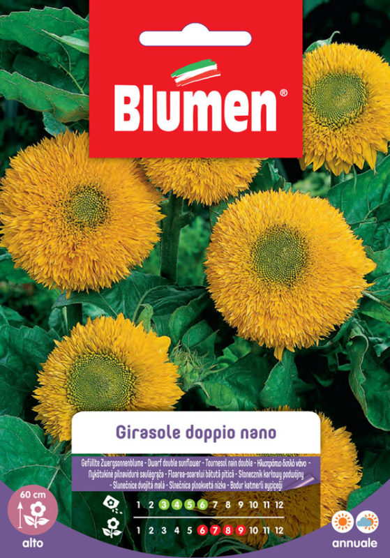 SEMI GIRASOLE DOPPIO NANO GIGANTE GIALLO