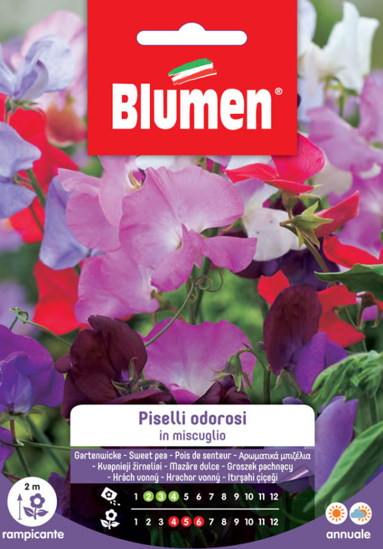 SEMI PISELLO ODOROSO MIX BLUMEN