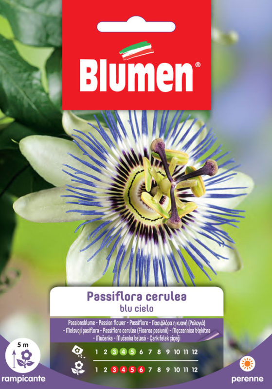 SEMI PASSIFLORA CERULEA BLU CIELO BLUMEN