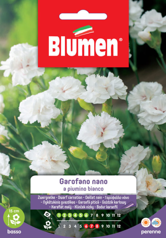 SEMI GAROFANO PIUMINO NANO BIANCO