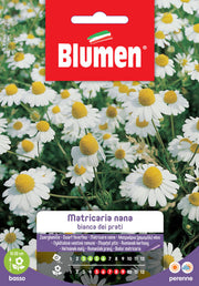 MATRICARIA NANA BIANCA DEI PRATI