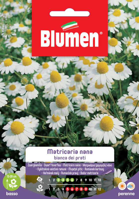 MATRICARIA NANA BIANCA DEI PRATI