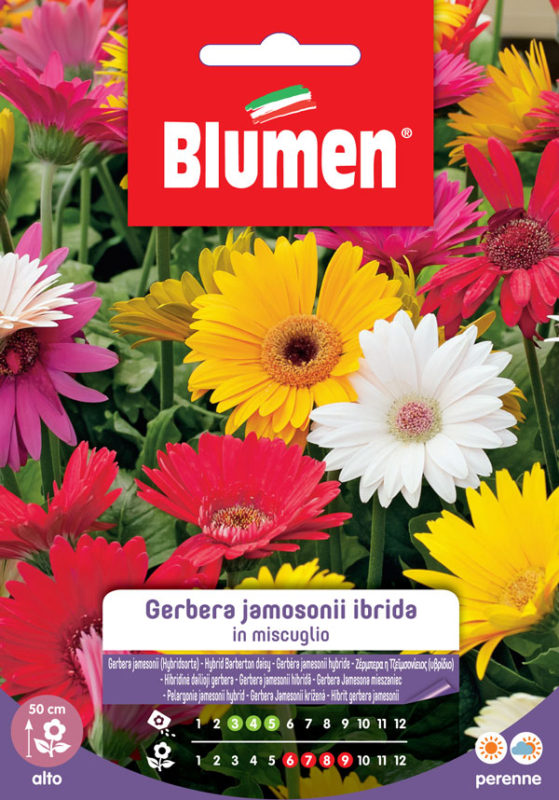 SEMI GERBERA JEMENSONII MIX