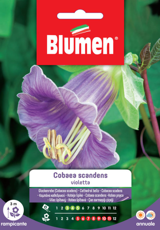 SEMI COBAEA SCADENS VIOLETTA