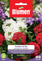 SEMI VERBENA HYBRIDA MIX BLUMEN