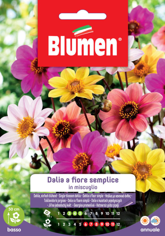 SEMI DALIA FIORE SEMPLICE MIX BLUMEN