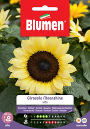 SEMI GIRASOLE MOONSHINE BLUMEN