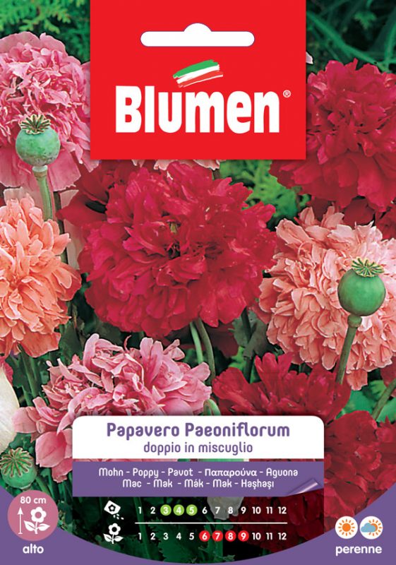 SEMI PAPAVERO PAEONIFLORUM DOPPIO IN MIX BLUMEN