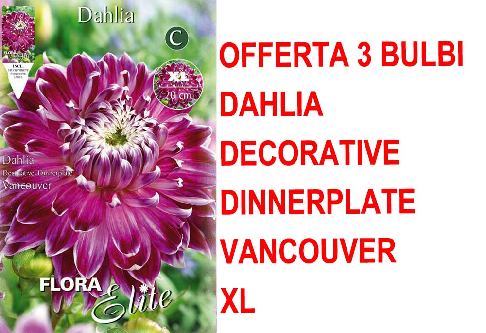 OFFERTA 3 BULBI DAHLIA DINNERPLATE VANCOUVER XL