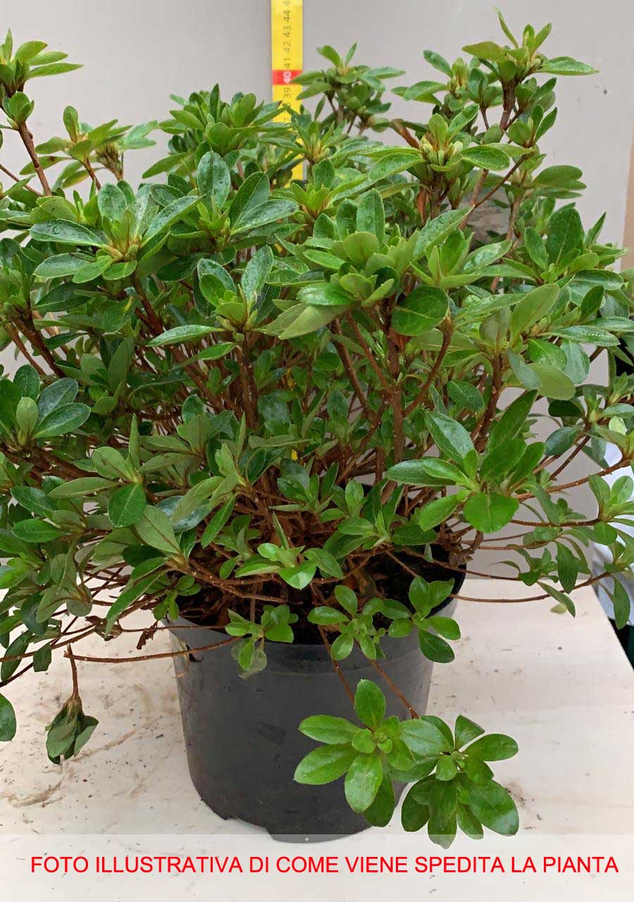 AZALEA JAPONICA RUSTICA GORBELLA VASO 18CM