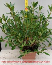 AZALEA JAPONICA RUSTICA GORBELLA VASO 15CM