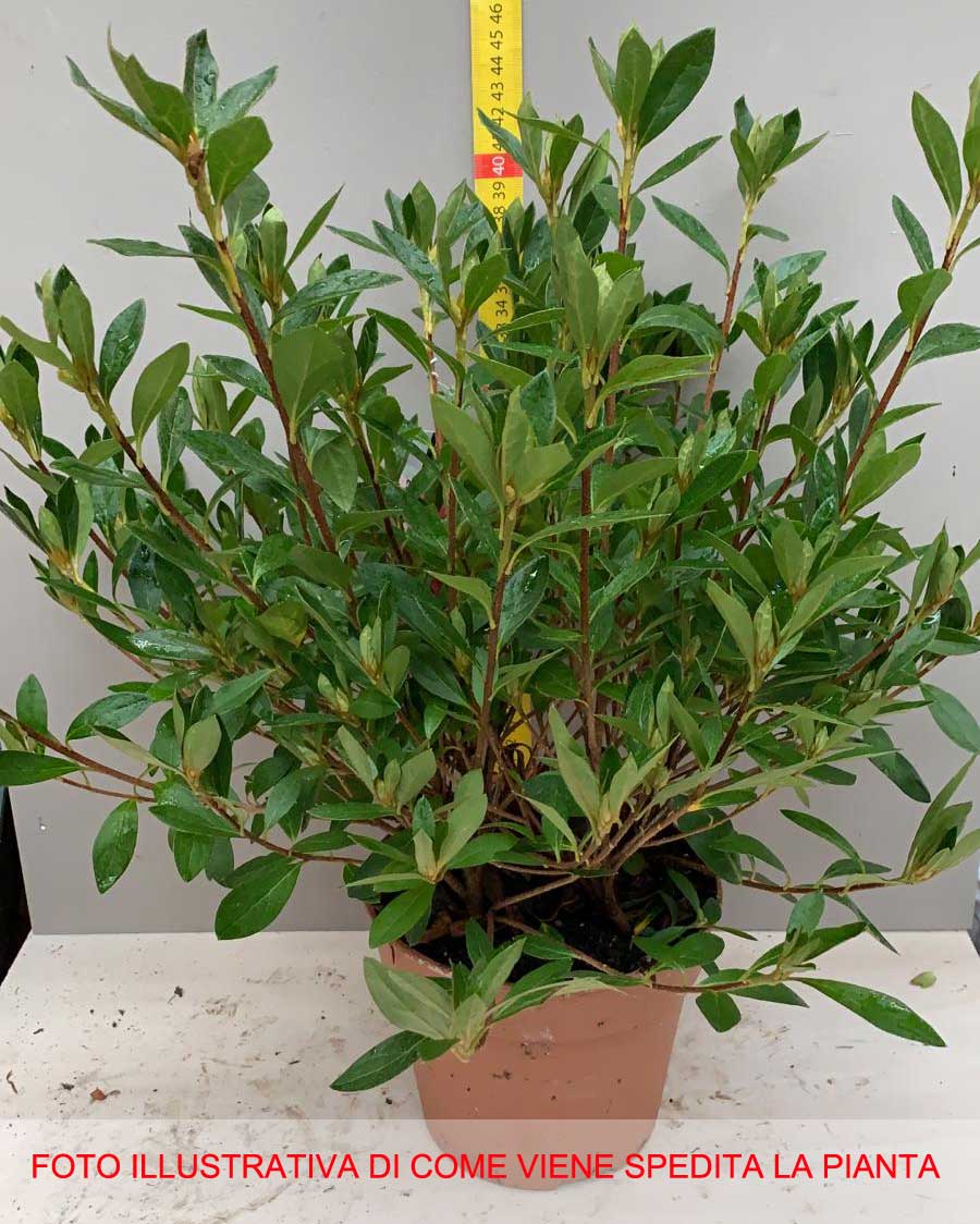 AZALEA JAPONICA RUSTICA GORBELLA VASO 15CM