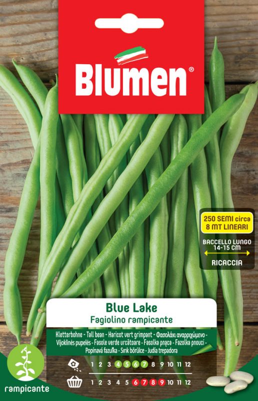 SEMI FAGIOLINO RAMPICANTE BLUE LAKE