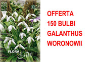 OFFERTA 150 BULBI GALANTHUS WORONOWII