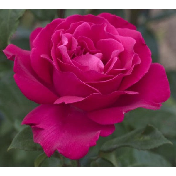 ROSA VELASQUEZ IN VASO 19CM