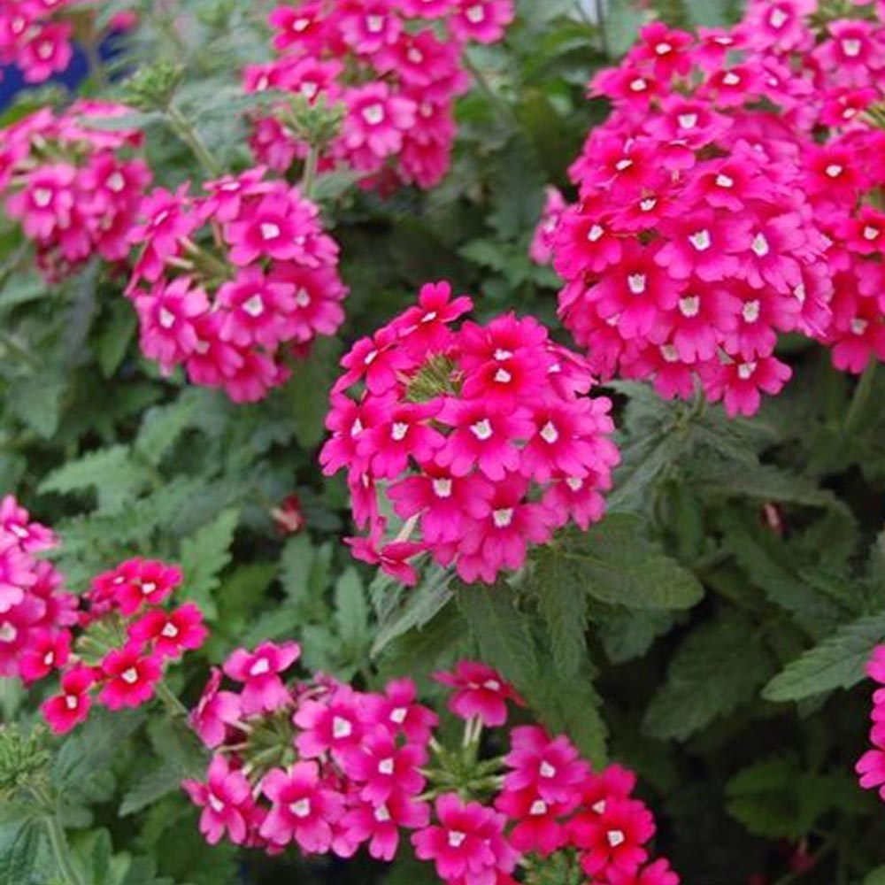 VERBENA IN VASO 14CM