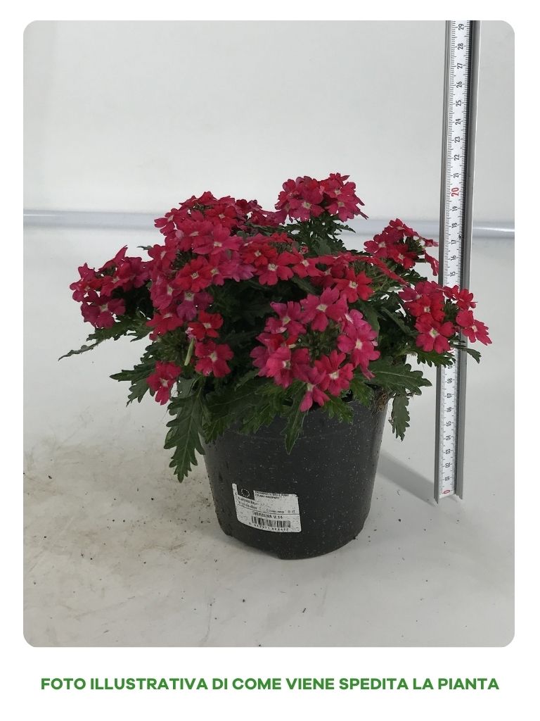 VERBENA IN VASO 14CM