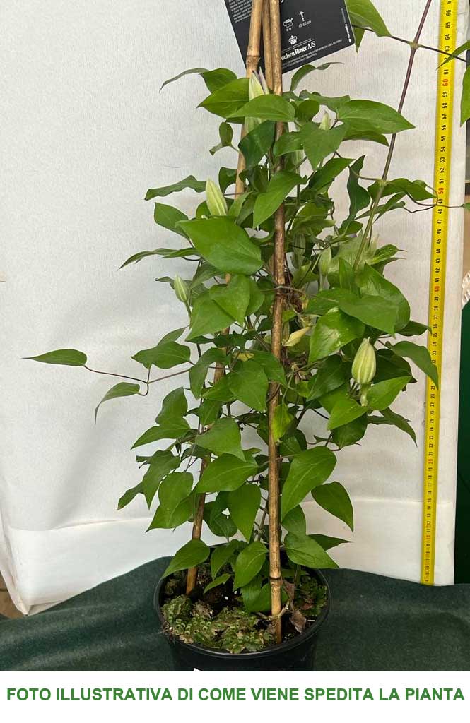 CLEMATIDE CLEMATIS POMPEI VASO 23CM