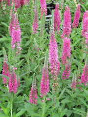VERONICA SPICATA ROSA VASO 18CM