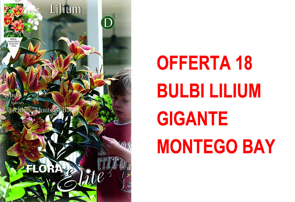 OFFERTA 18 BULBI LILIUM GIGANTE MONTEGO BAY