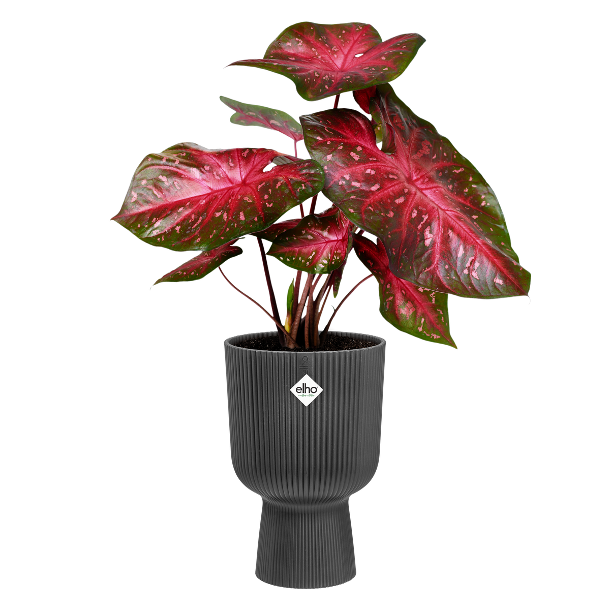Vaso Fioriera Vibes Fold Coupe D 14 x H 21 cm Antracite ELHO