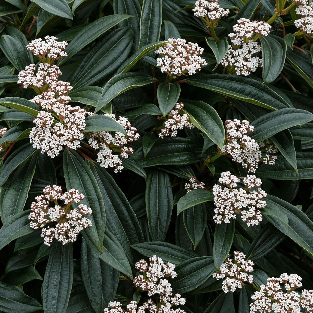 VIBURNO DAVIDII VASO 17CM