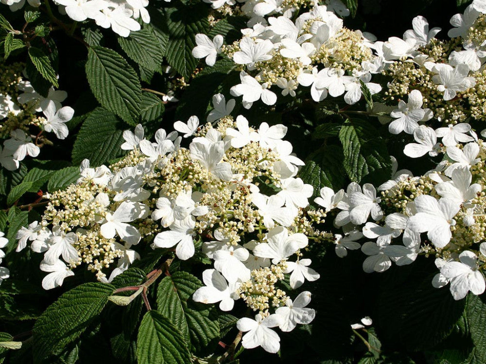 VIBURNUM PLICATUM VASO 19CM