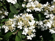 VIBURNUM PLICATUM VASO 19CM