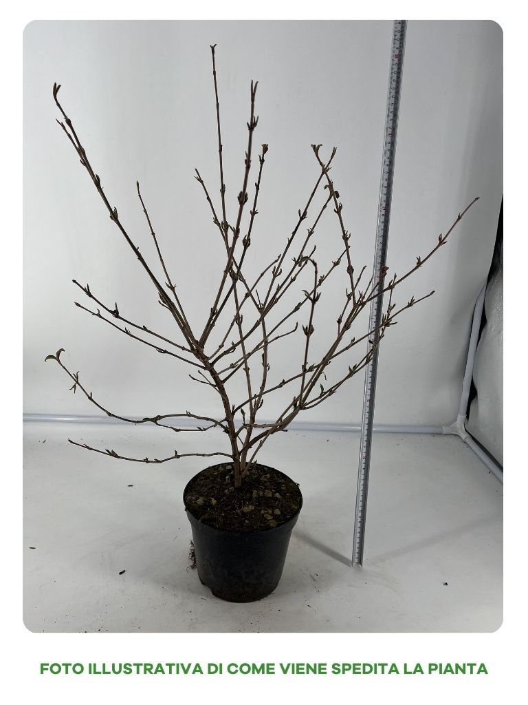VIBURNUM PLICATUM VASO 19CM