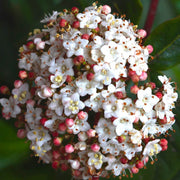 VIBURNUM TINUS VASO 18CM